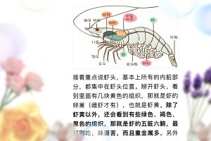 怎么做自制虾油