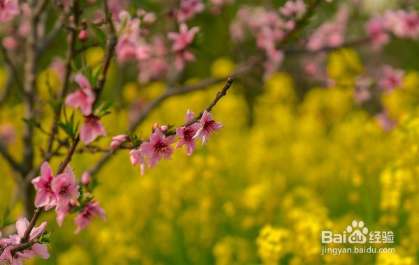 十里菜花十里桃花 莲花岛的春天美如仙境