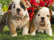 狗不吃不喝没精神怎么办