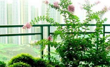 如何种植美丽的植物?