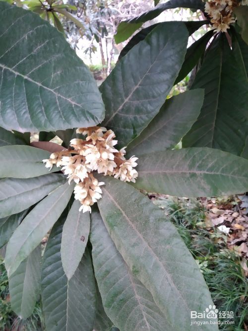 枇杷树怎么疏花比例 百度经验