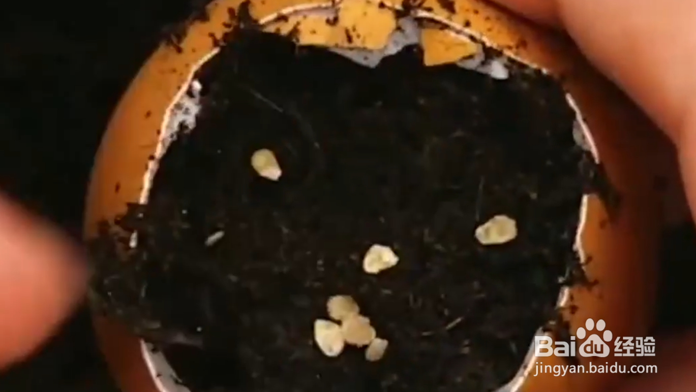 如何自己种植水果蔬菜