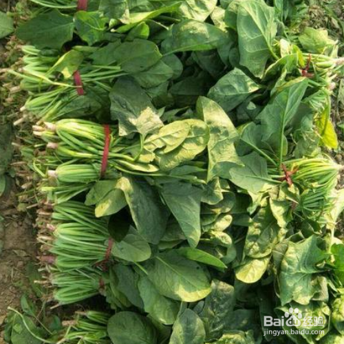 秋菠菜种植时间和方法