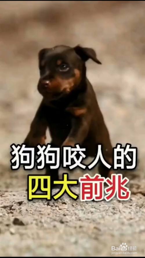 狗狗咬人的四大前兆 百度经验 狗狗咬人的四大前兆 百度经验