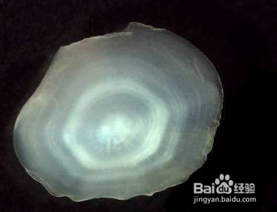 如何判断鱼的年龄