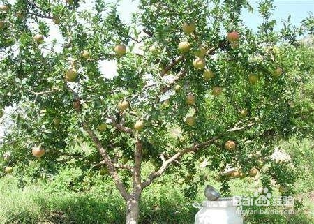 地栽石榴树浇水施肥多了叶子发黄枯萎怎么办