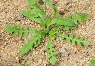 可以吃用的野菜，和它们的功效