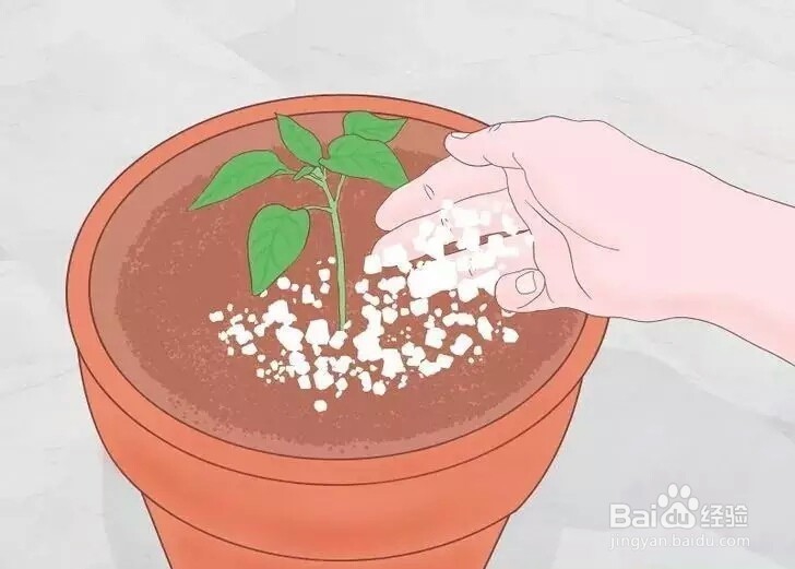 巧用蛋壳养花和做盆栽