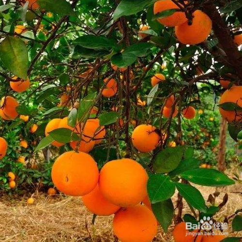 脐橙各种病叶片认别