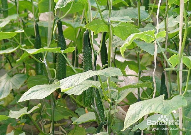 黄瓜低温生理病害及其防治措施