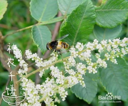 蜂蜜的种类怎么区分 百度经验