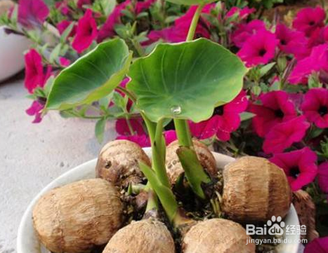 把发芽的芋头埋土里，收获大半盆芋头！