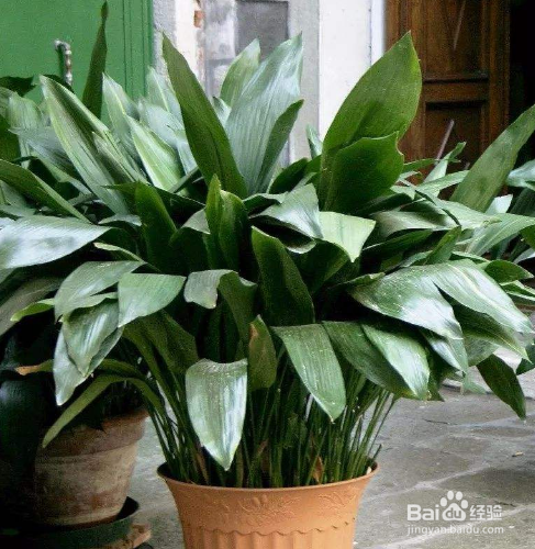 一叶兰病害怎么防治？