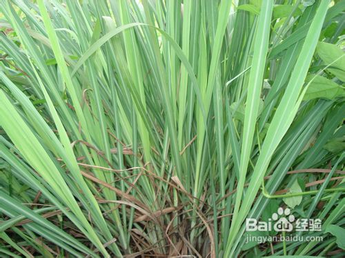 香茅加工蒸馏方法