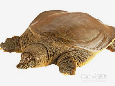 甲鱼怎么养殖