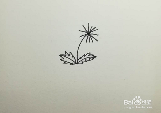 简笔画的蒲公英怎么画