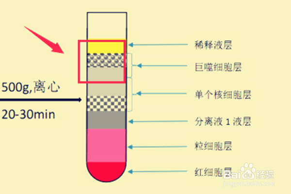 分离细胞器的方法