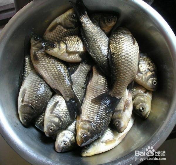 教你怎么简便做奶白色鲫鱼汤