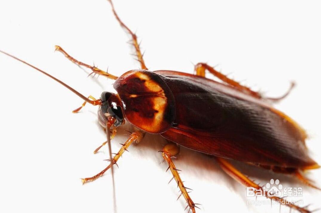 寺庙里如何驱赶蟑螂