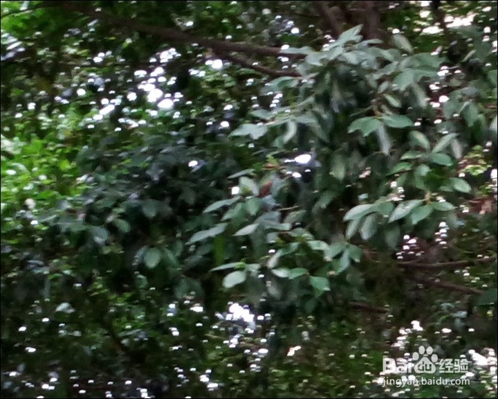 vivo X5 PRO手机详细测评