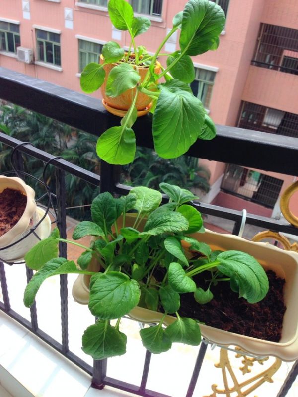 香菇蔬菜双丸汤