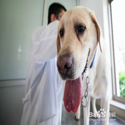 狗狗烫伤怎么办