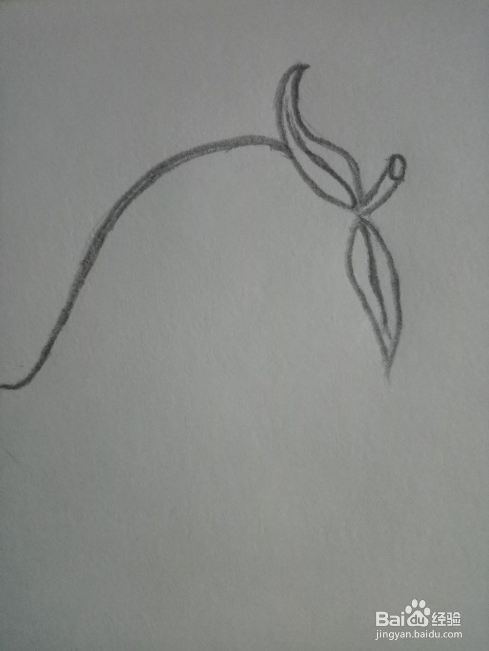 简笔画：一个大芒果