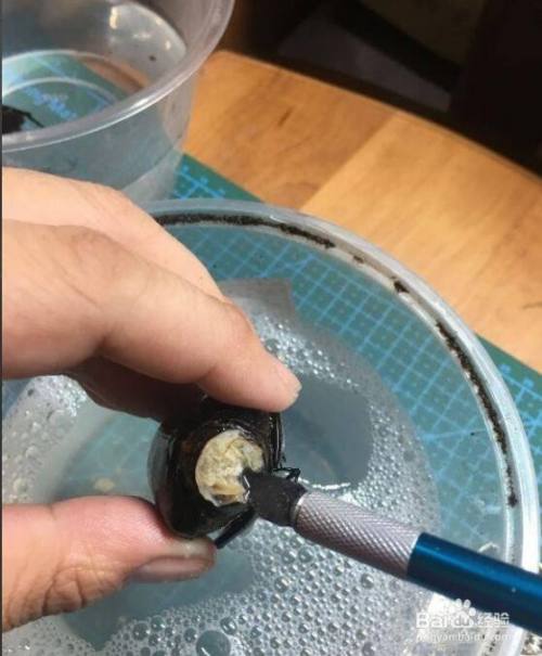 甲虫标本制作的方法 百度经验 甲虫标本制作的方法 百度经验
