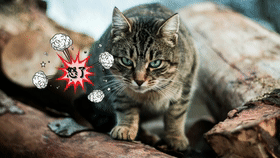 综艺花字用什么软件做,戏精字幕让剪辑妙趣横生