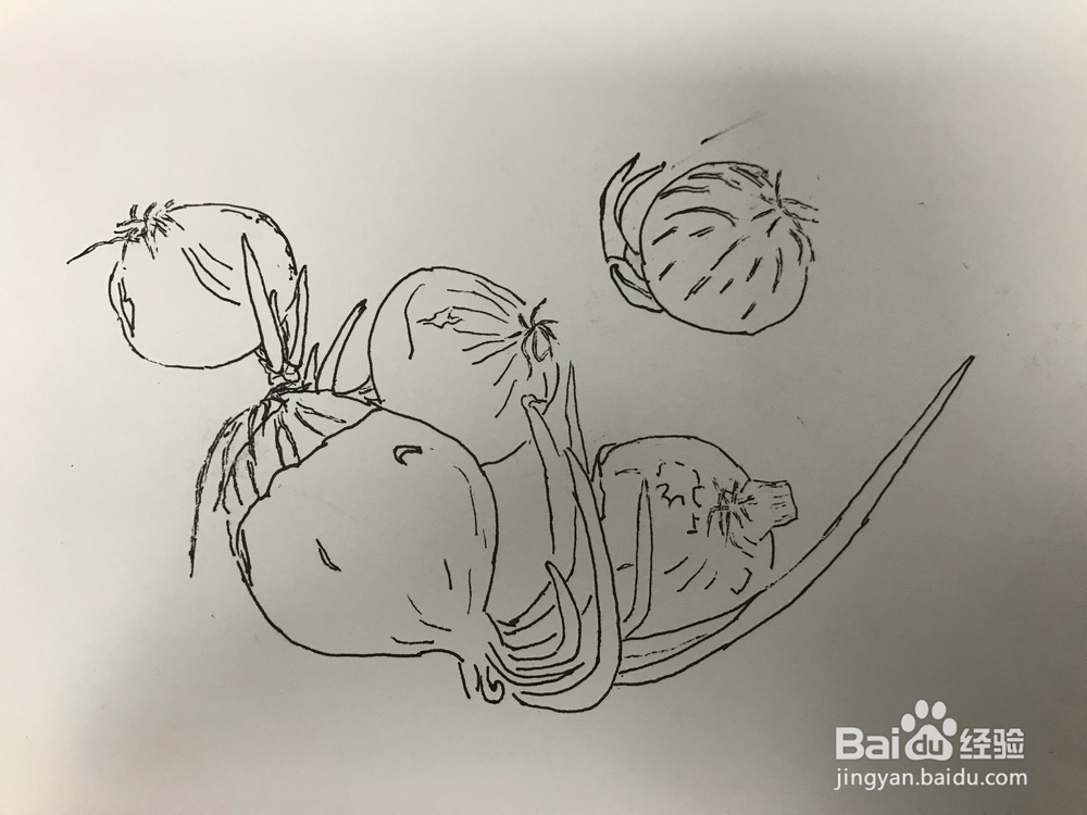 画几个发芽的洋葱