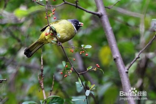 野生领雀嘴鹎鸟怎么养?