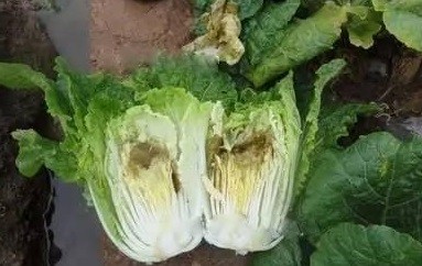白菜烂根烂心怎样防治?