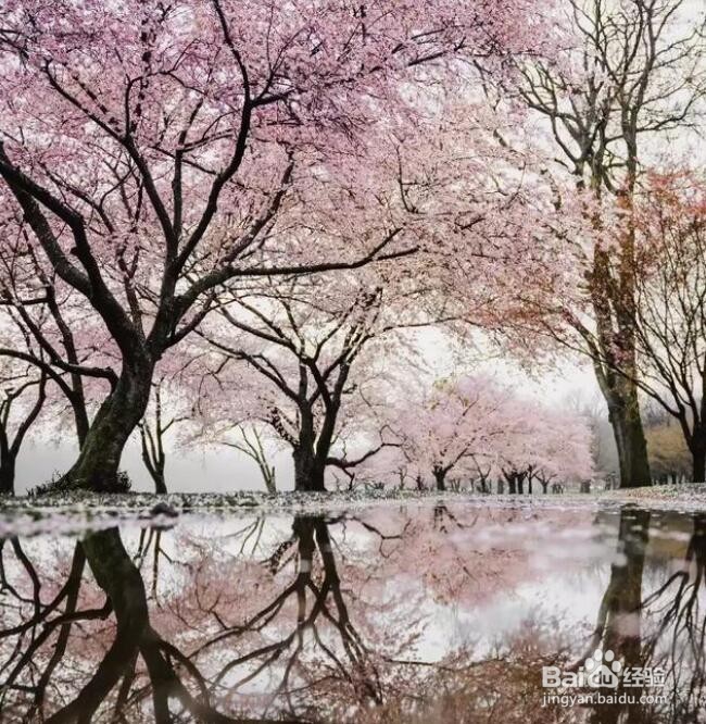 摄影拍植物，咋构图，能显得“不俗”？