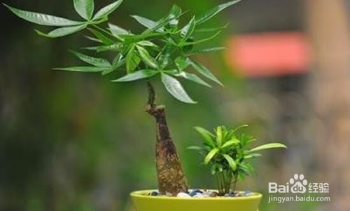 招财树的养殖方法修剪