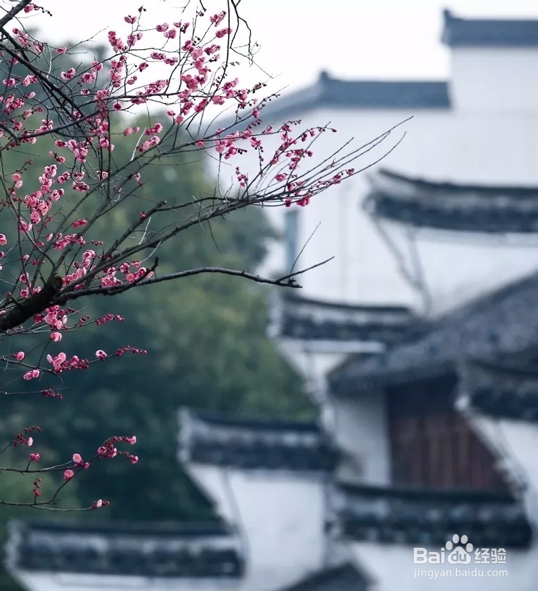 从震泽出发，探访无边春色！