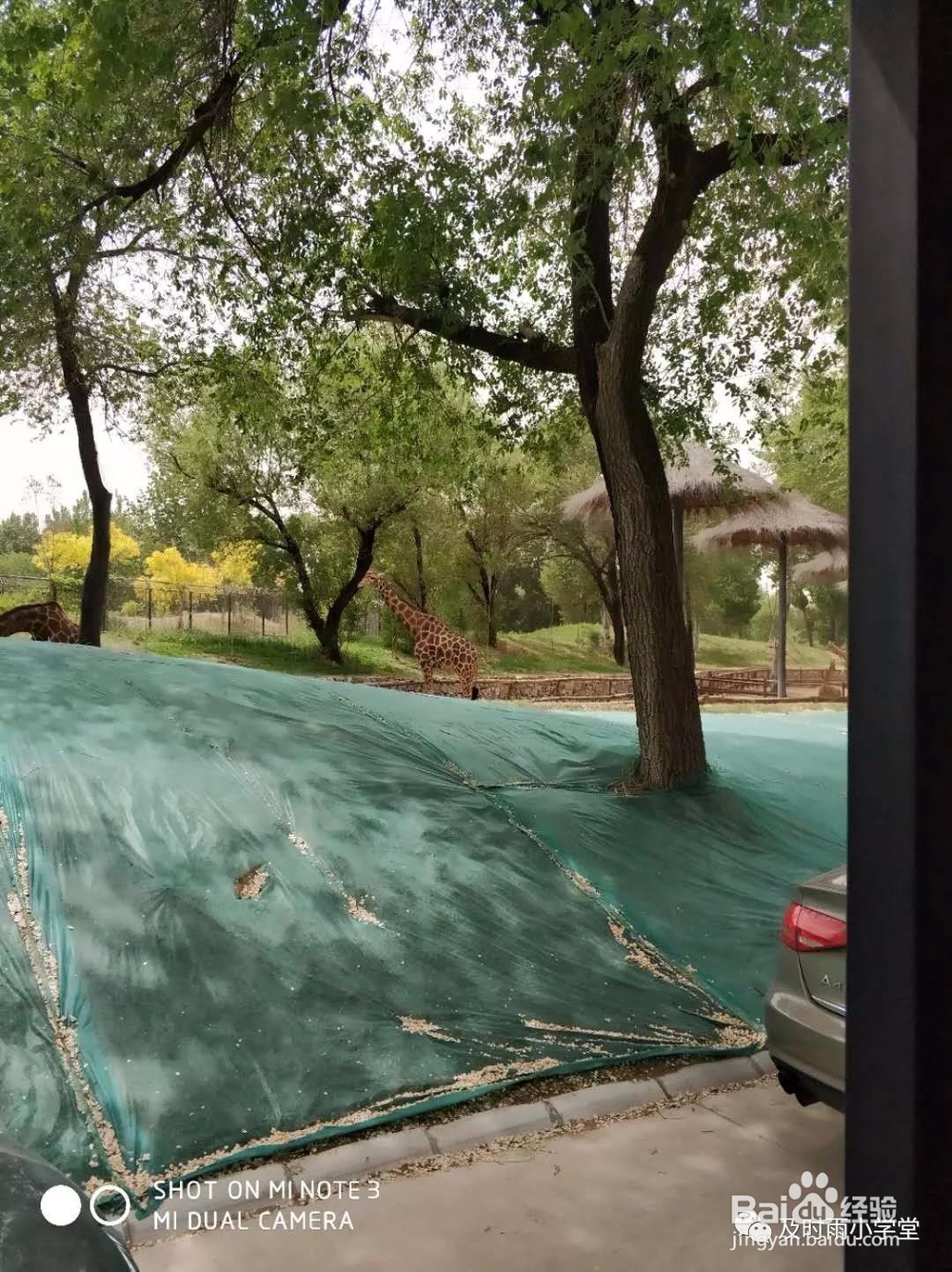 北京野生动物园一日游