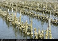 生蚝养殖方法