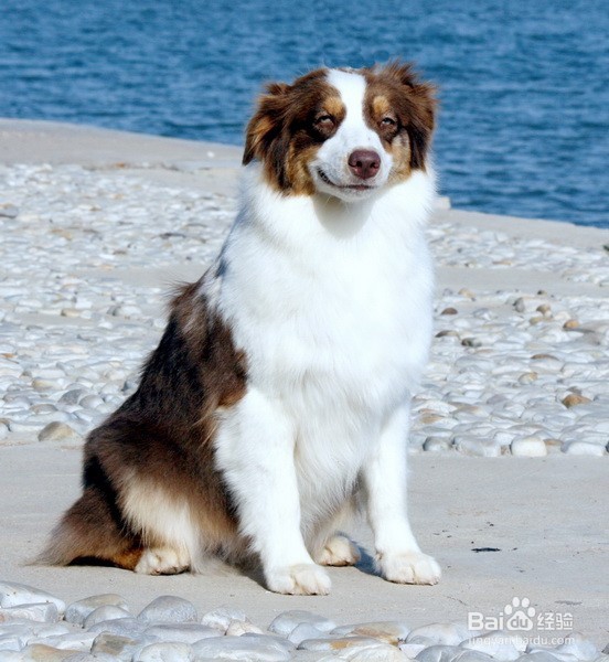 澳大利亚牧羊犬不能吃的东西有哪些？
