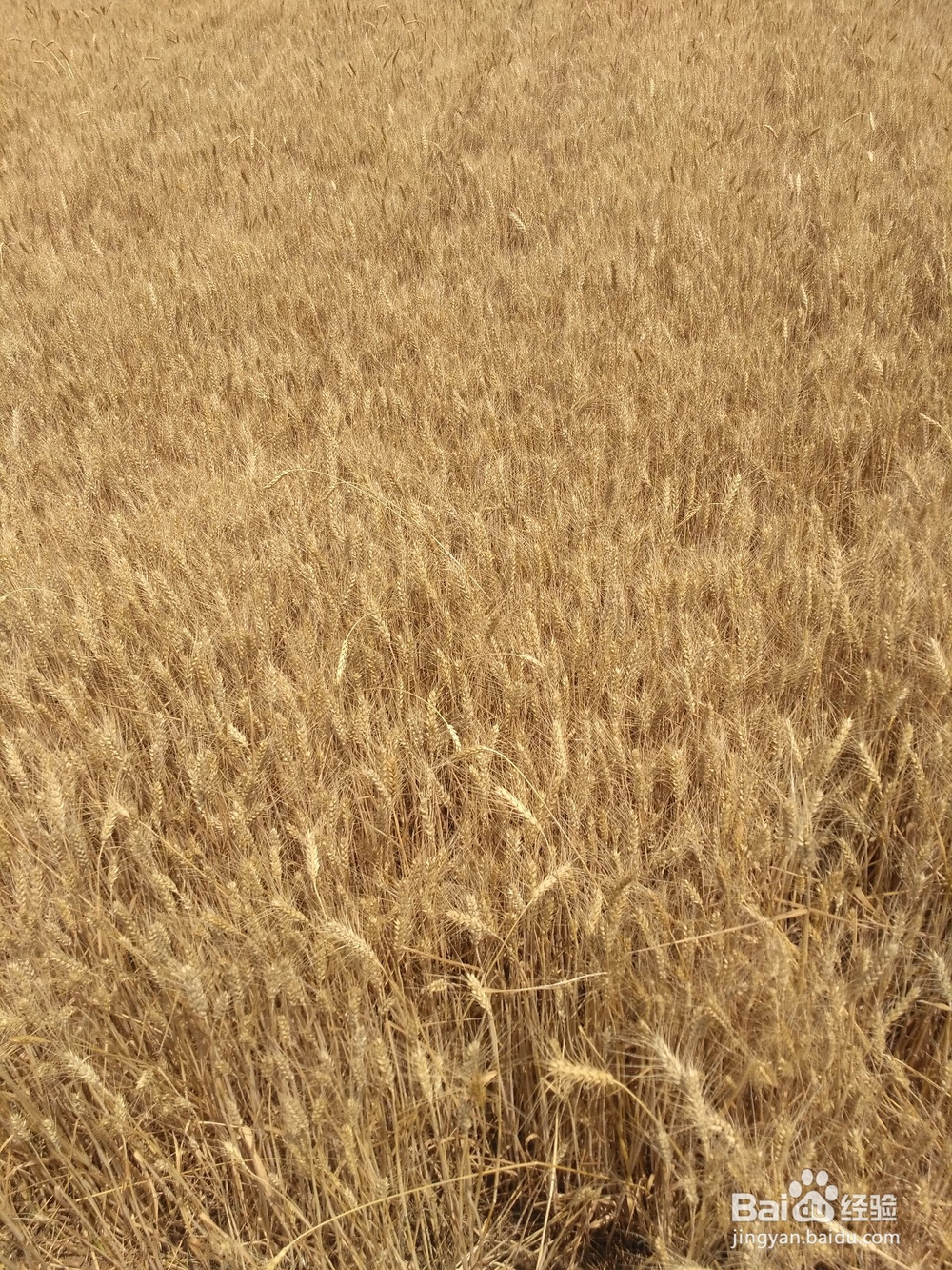 麦收又到了，是不是感受到了丰收的喜悦哪？