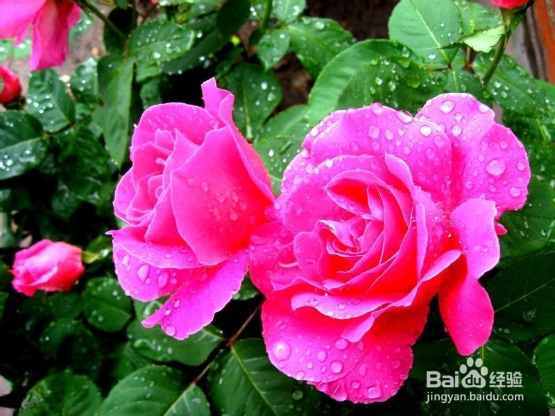 不能放于室内的植物有哪些?