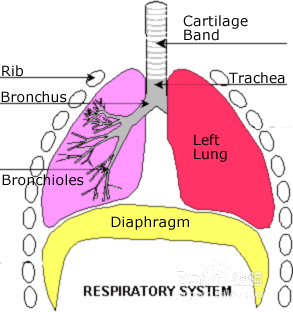 横隔膜的呼吸方法 百度经验
