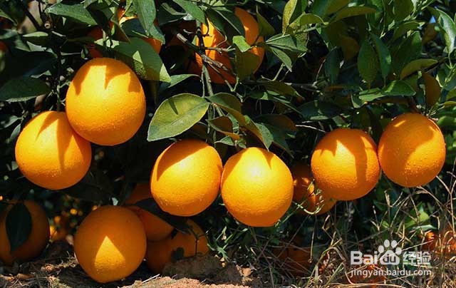 橙子膨果增甜的方法和影响橙子膨果的因素有哪些