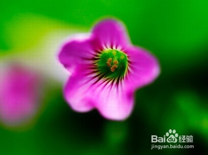 微距摄影有什么技巧