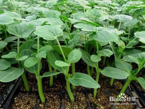 西瓜嫁接后怎么判断是活了