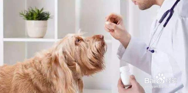 狗狗几岁开始衰老，衰老的表现有哪些？