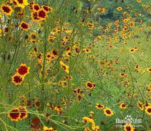 蛇目菊播种繁殖方法