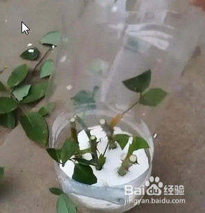 10月份扦插三角梅怎样管理