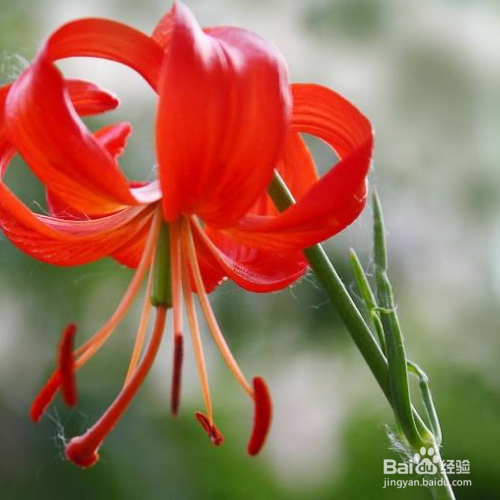 野百合的培育方法和注意事项