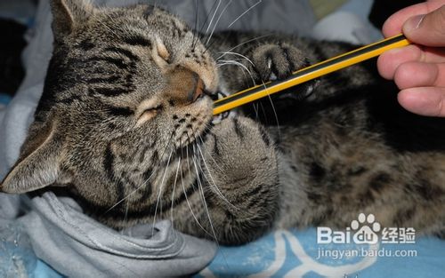 美国短毛猫如何根据其性格饲养