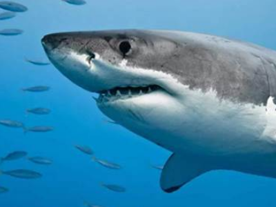 可以捕猎的野生动物有哪些